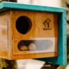 Căsuțe pentru păsări și veverițe